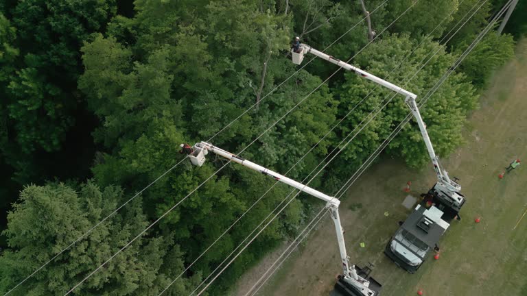 Best Hedge Trimming  in Baldwin, PA